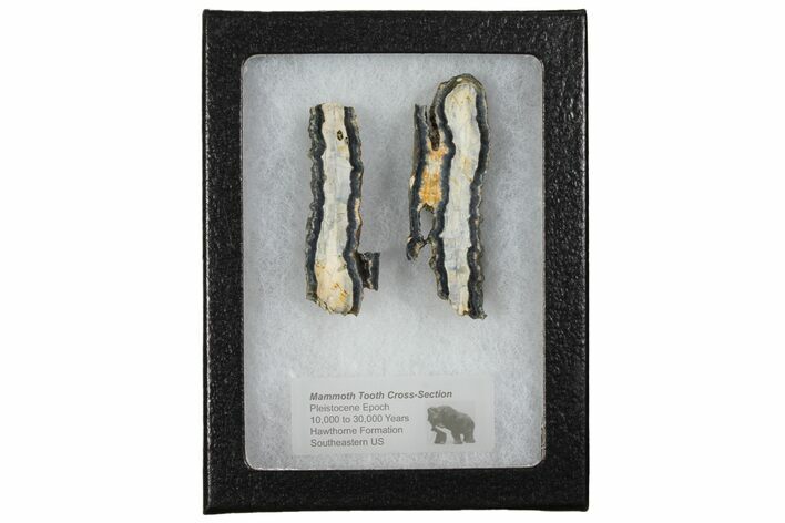 Mammoth Molar Slices In Case - South Carolina #130699